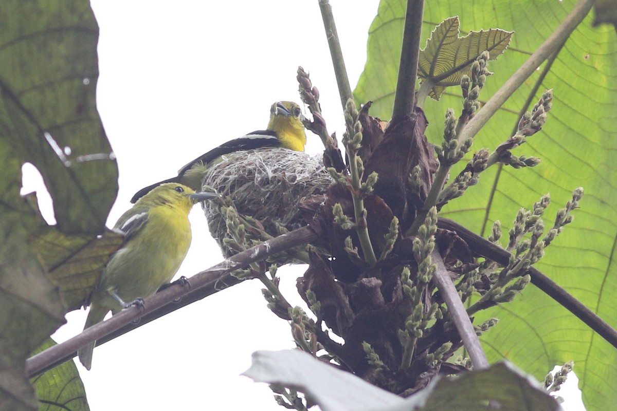 Common Iora - Prue Reid