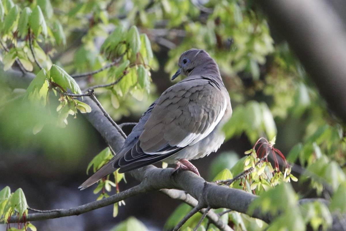 White-winged Dove - ML560232501