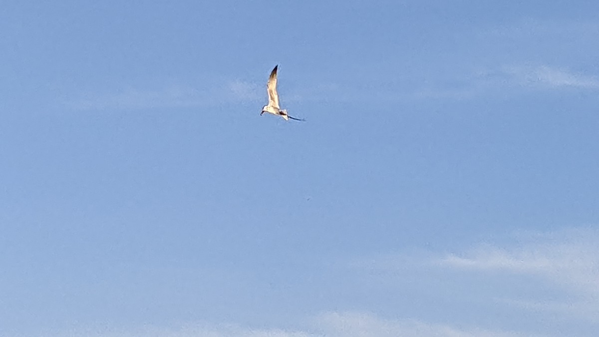 Caspian Tern - ML560232571