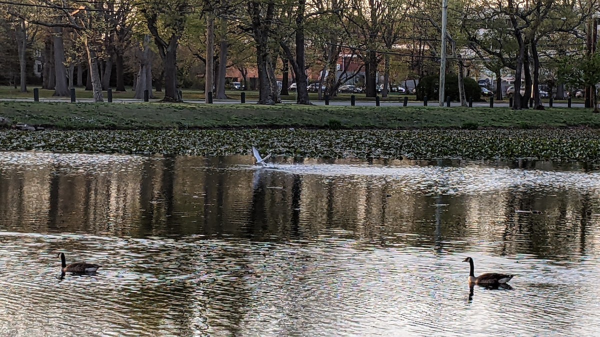 Caspian Tern - ML560232591