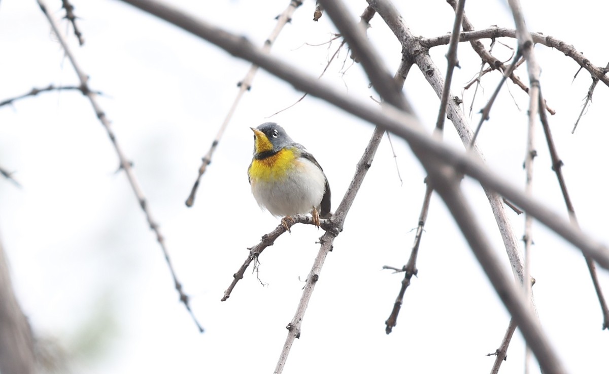 Northern Parula - ML560232751