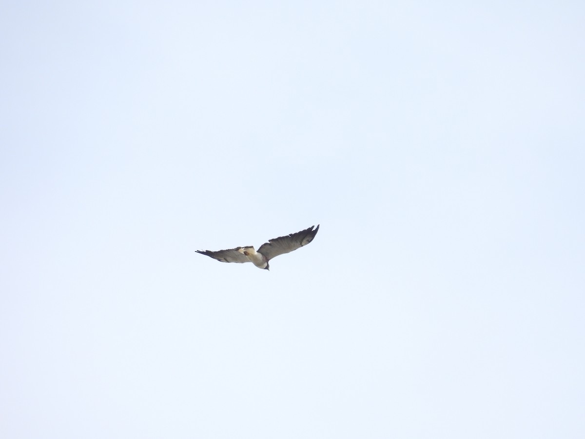 White-tailed Hawk - ML560233981