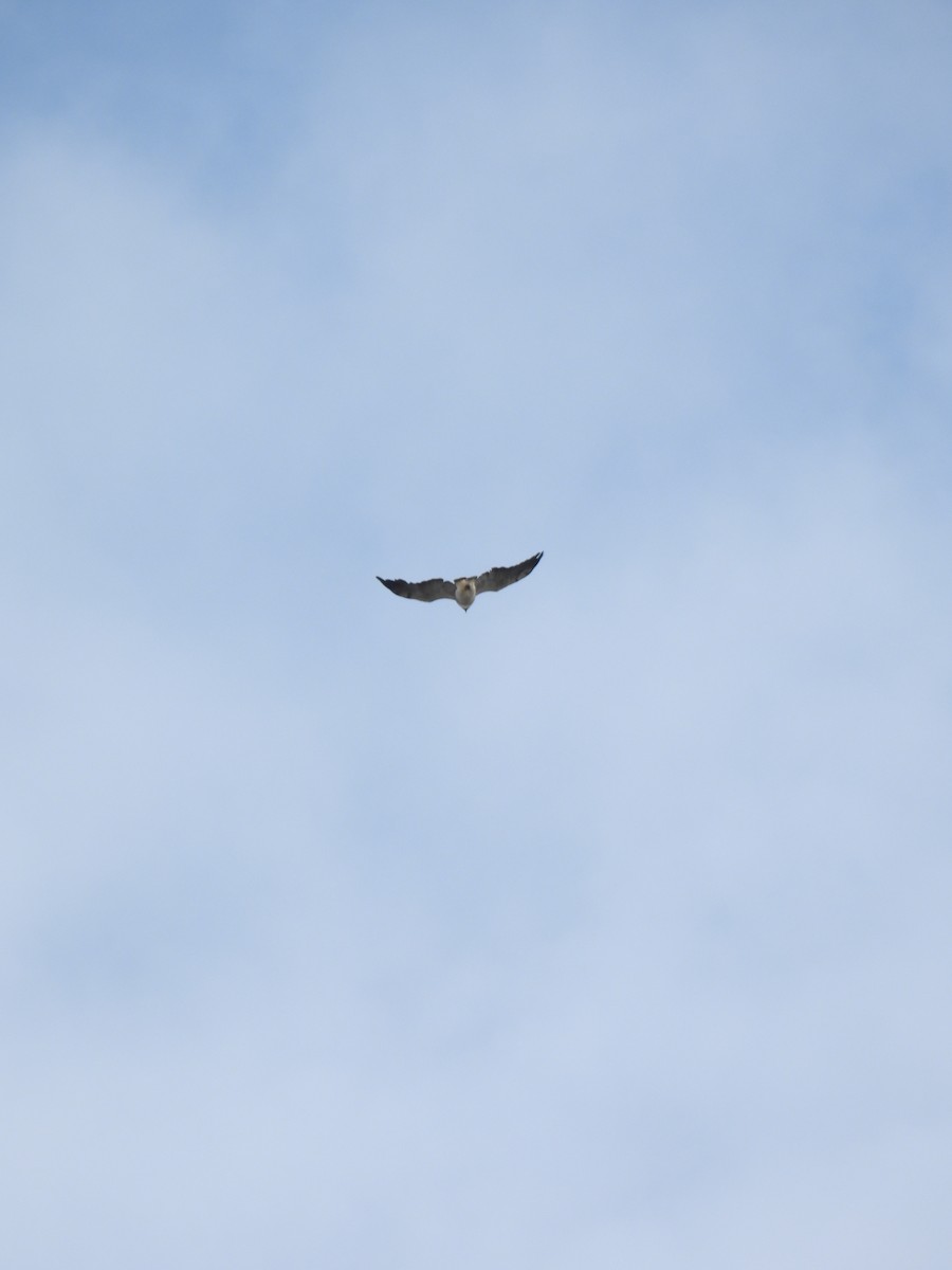 White-tailed Hawk - ML560234081