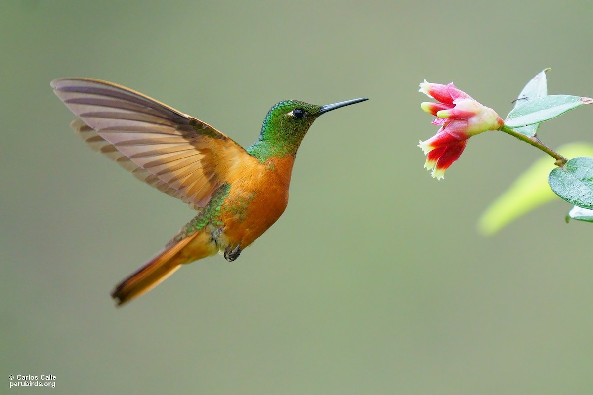 kolibřík peruánský - ML560234471