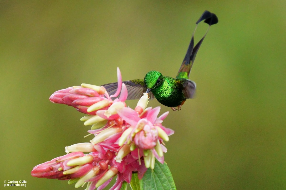 papučka peruánská - ML560234501