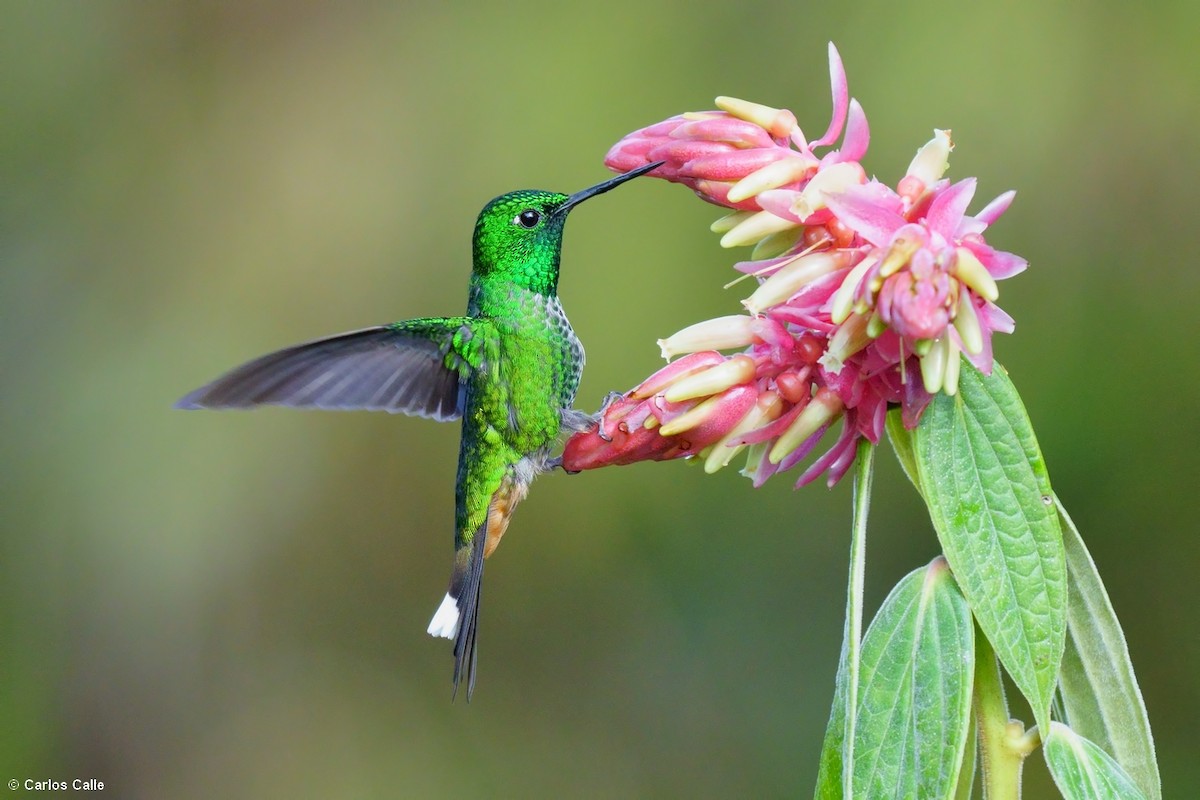 Rufous-vented Whitetip - ML560234521