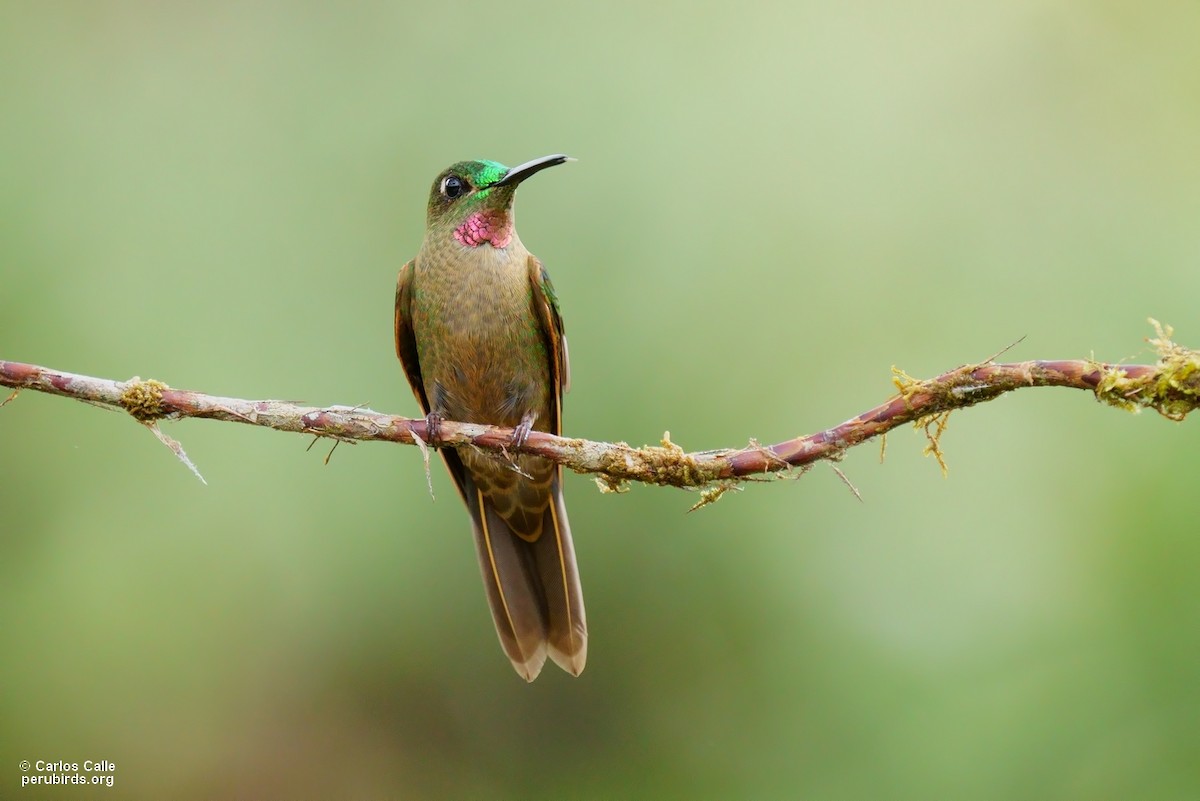 kolibřík hnědobřichý - ML560234561