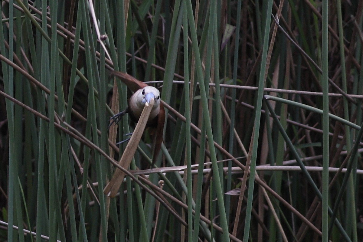 White-headed Munia - Prue Reid