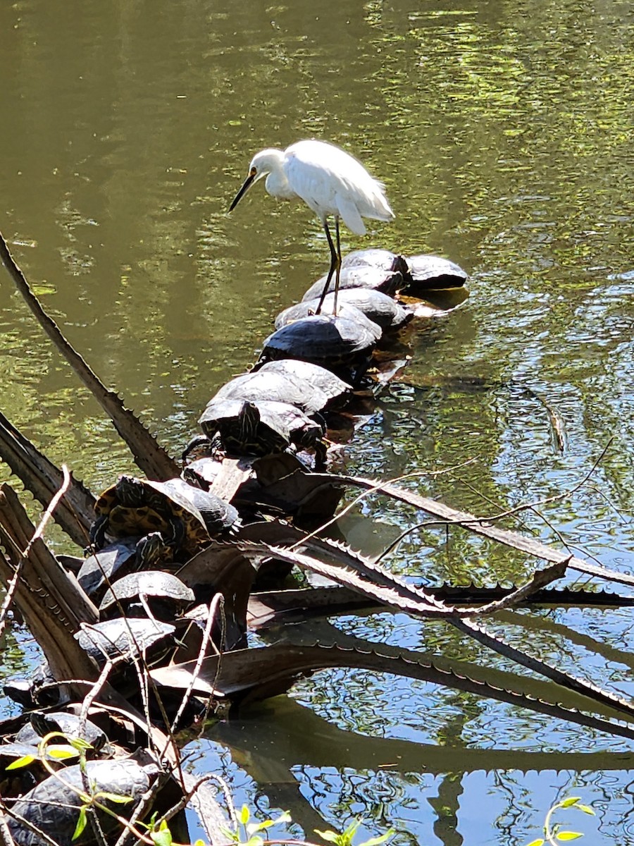 Snowy Egret - ML560234611