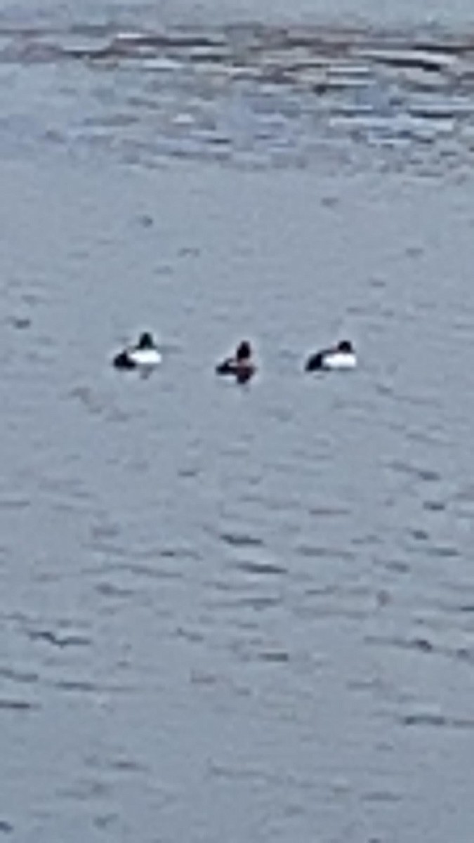 Lesser Scaup - ML560235251