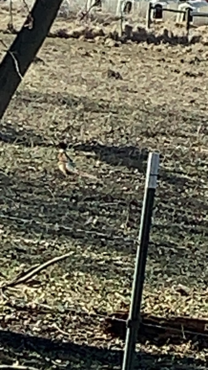 Ring-necked Pheasant - ML560235291