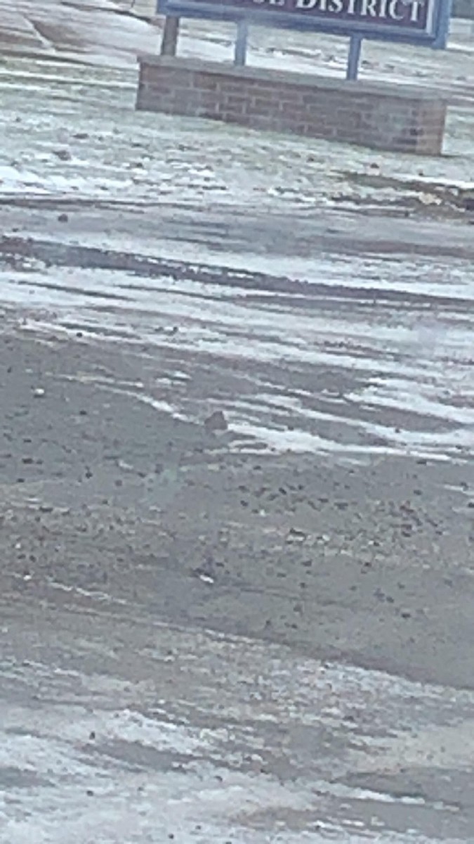 Killdeer - ML560235351