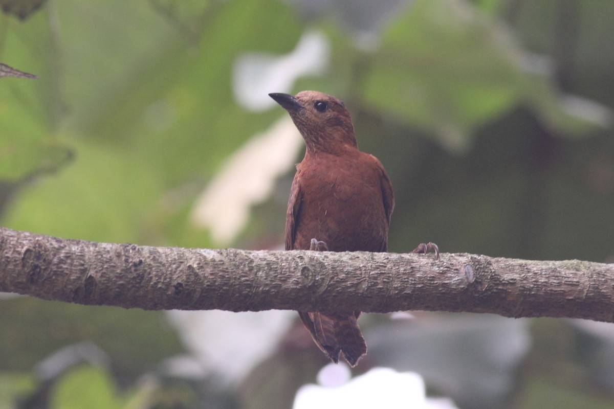 Rufous Woodpecker - Prue Reid