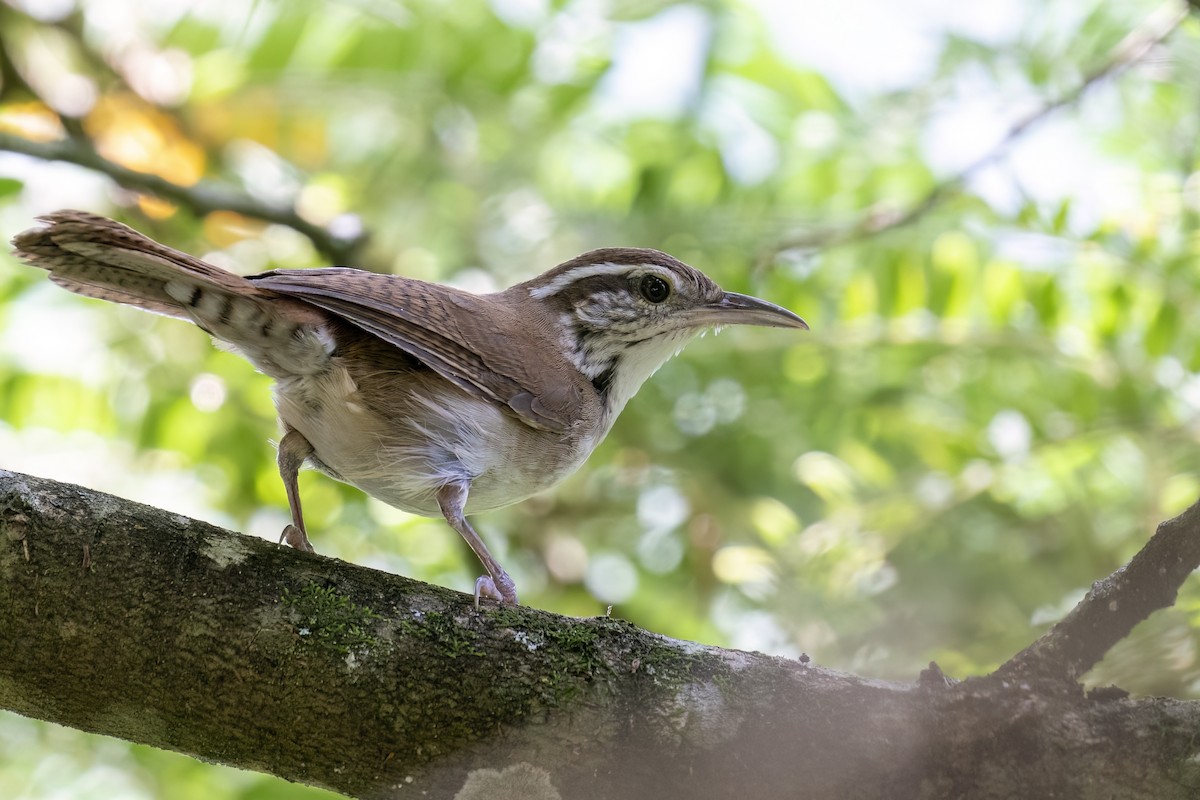 Antioquia Wren - Rob Jansen - RobJansenphotography.com