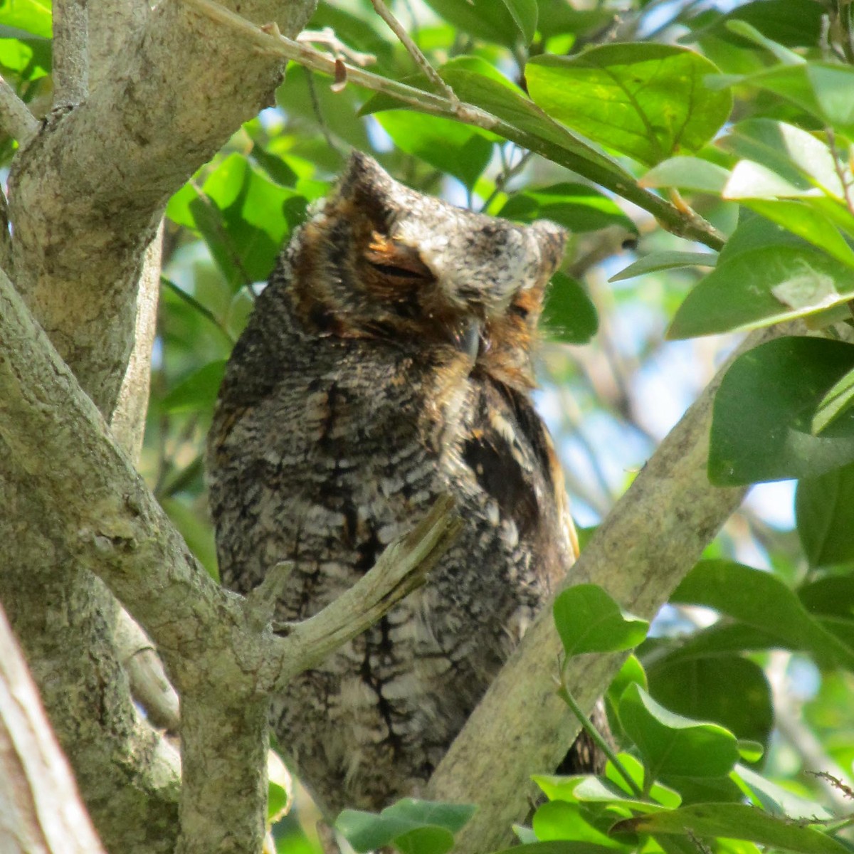 Flammulated Owl - ML56023661