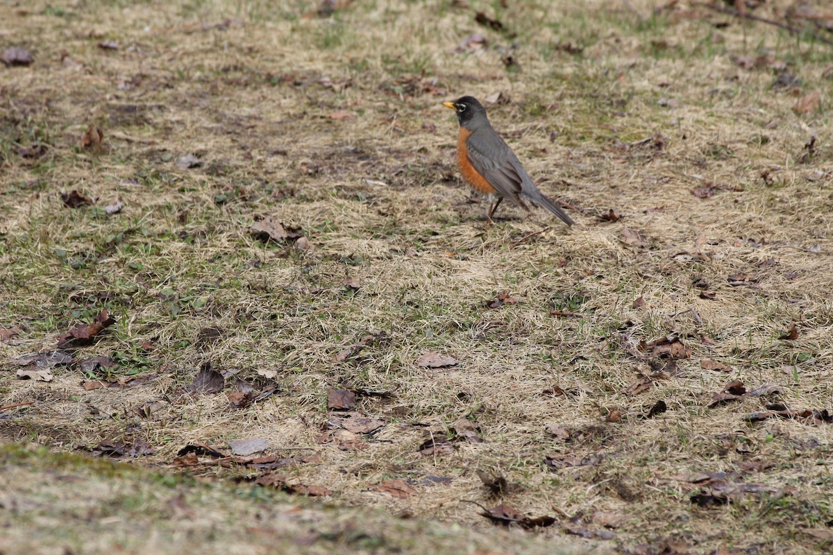 Дрізд мандрівний - ML560237341