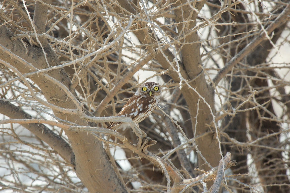 Little Owl - Tommy Pedersen