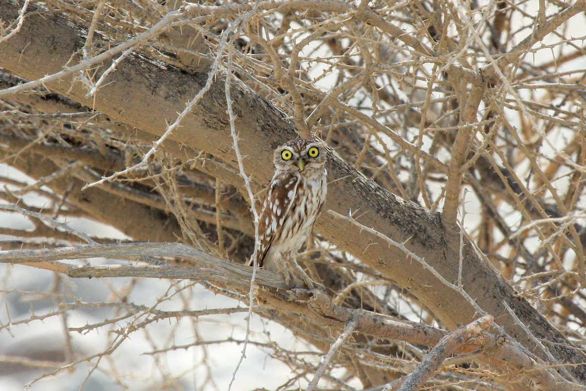 Little Owl - Tommy Pedersen