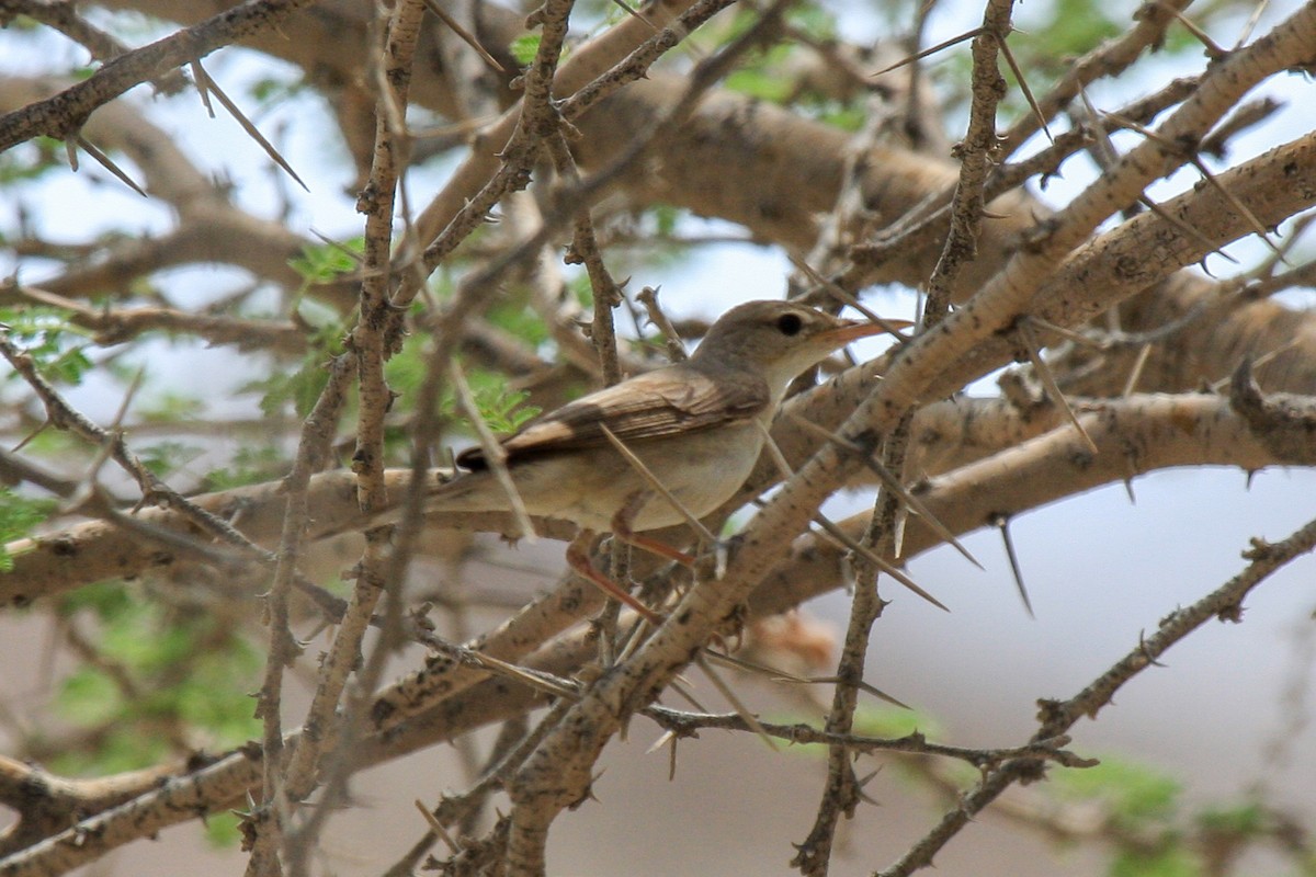 Eastern Olivaceous Warbler - Tommy Pedersen