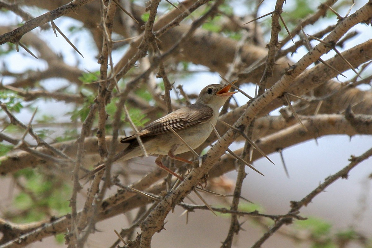 Eastern Olivaceous Warbler - Tommy Pedersen