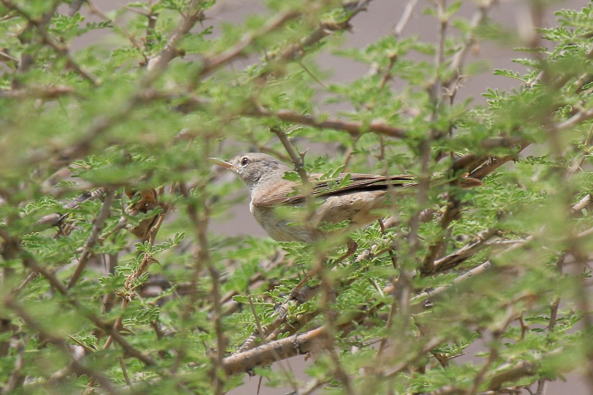 Eastern Olivaceous Warbler - ML560237531