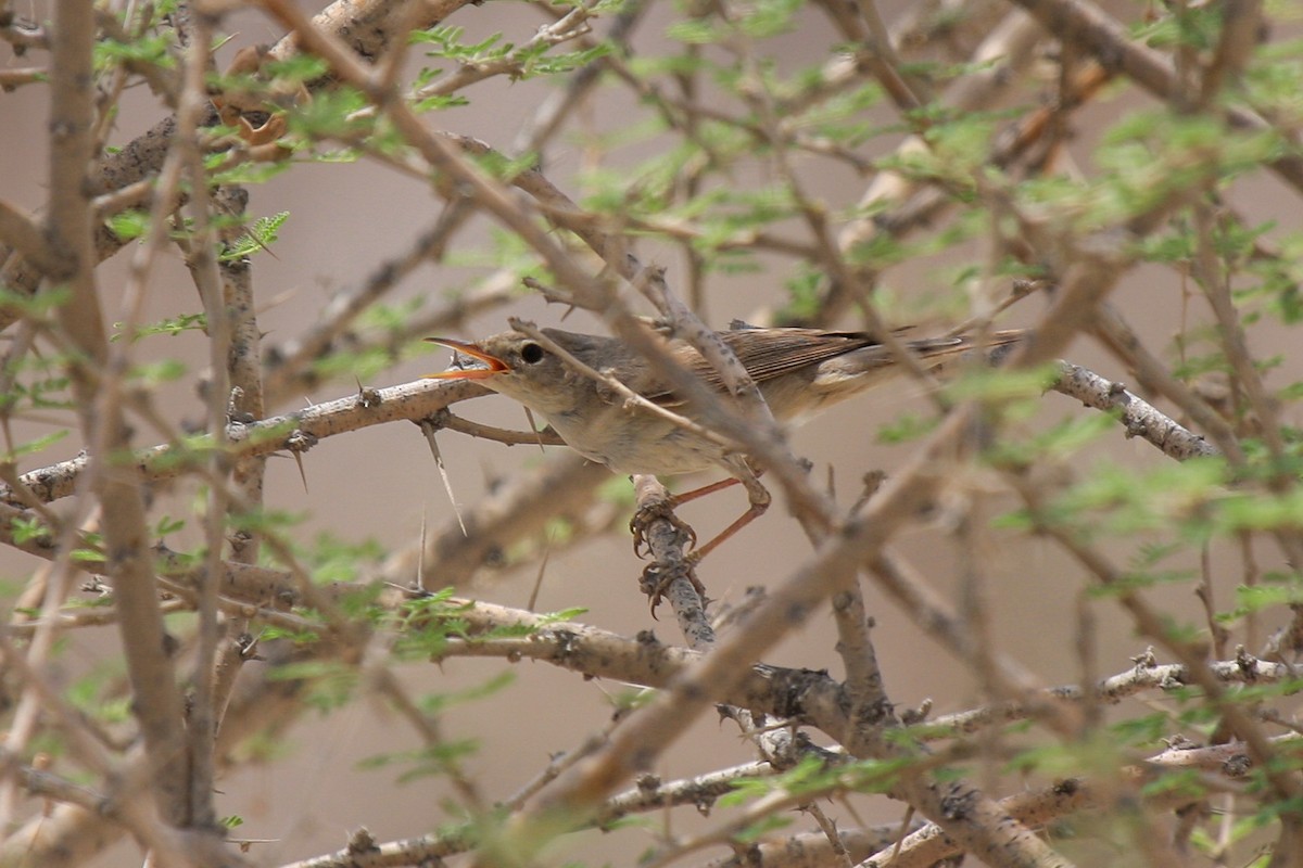 Eastern Olivaceous Warbler - Tommy Pedersen