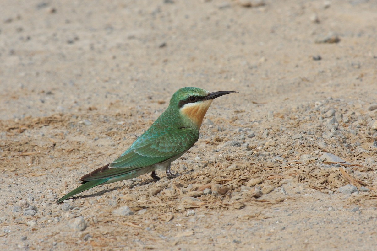 Blue-cheeked Bee-eater - ML560237891