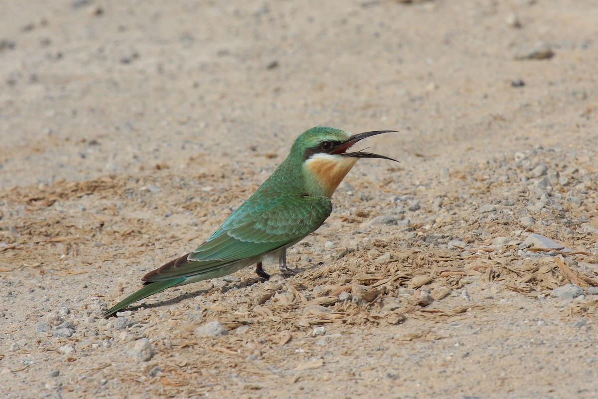 Blue-cheeked Bee-eater - ML560237901