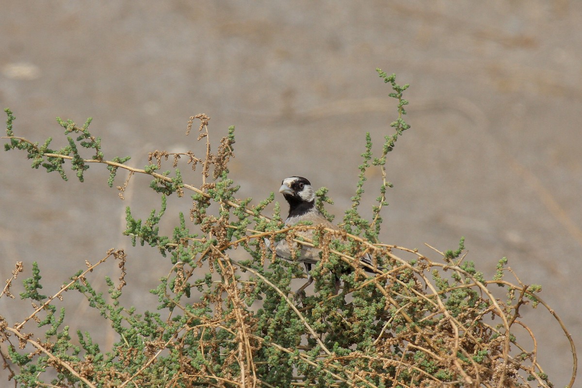 Black-crowned Sparrow-Lark - ML560237941