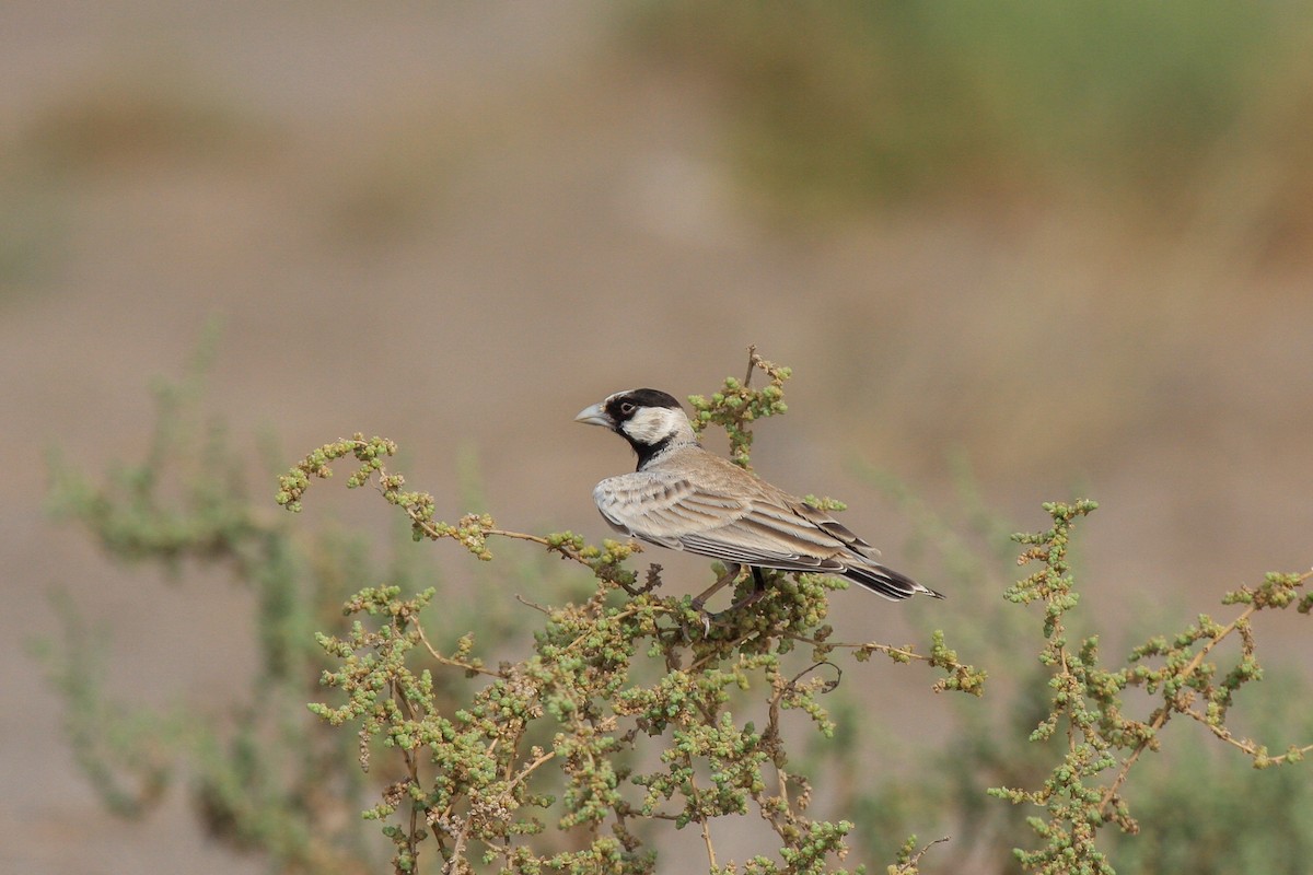 Black-crowned Sparrow-Lark - ML560237951