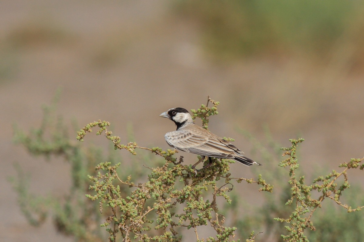 Black-crowned Sparrow-Lark - ML560237951