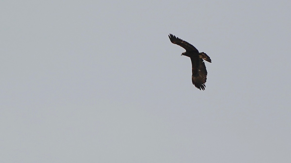 Golden Eagle - Indira Thirkannad