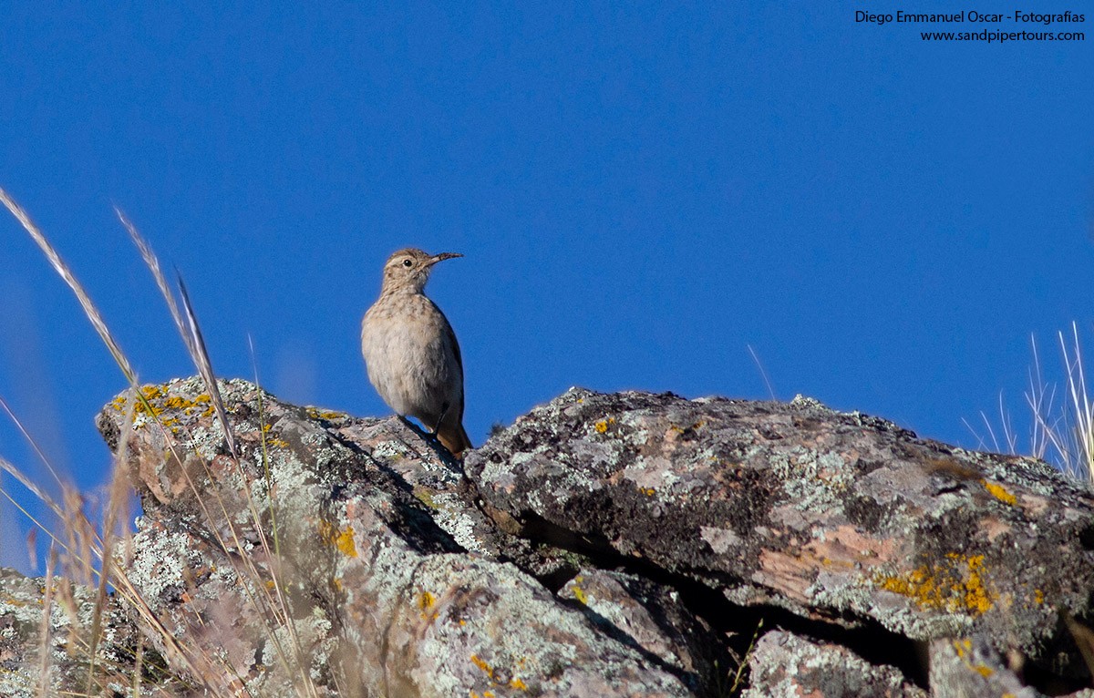 Slender-billed Miner - ML560241001