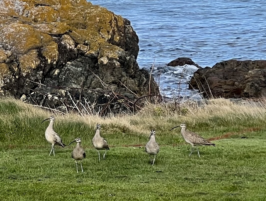 Hudsonian Whimbrel - ML560241281