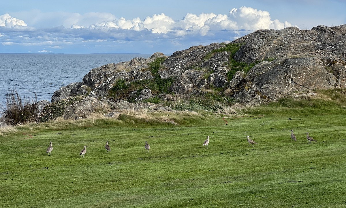 Hudsonian Whimbrel - ML560241301