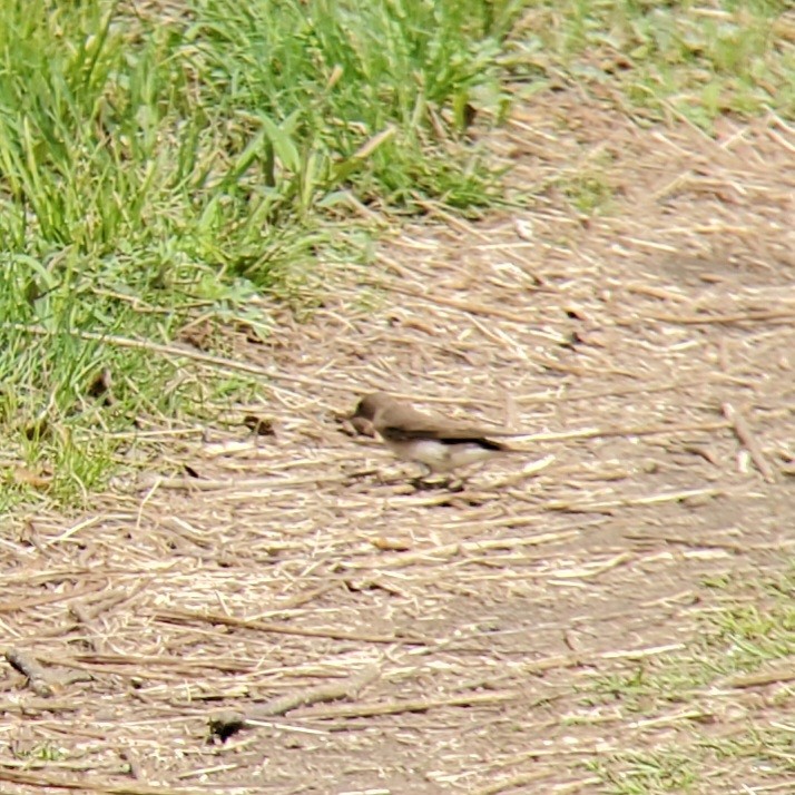 Hirondelle à ailes hérissées - ML560242291