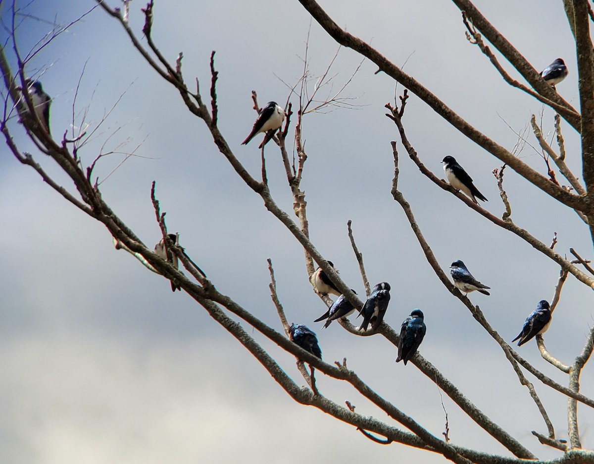 Tree Swallow - ML560242811