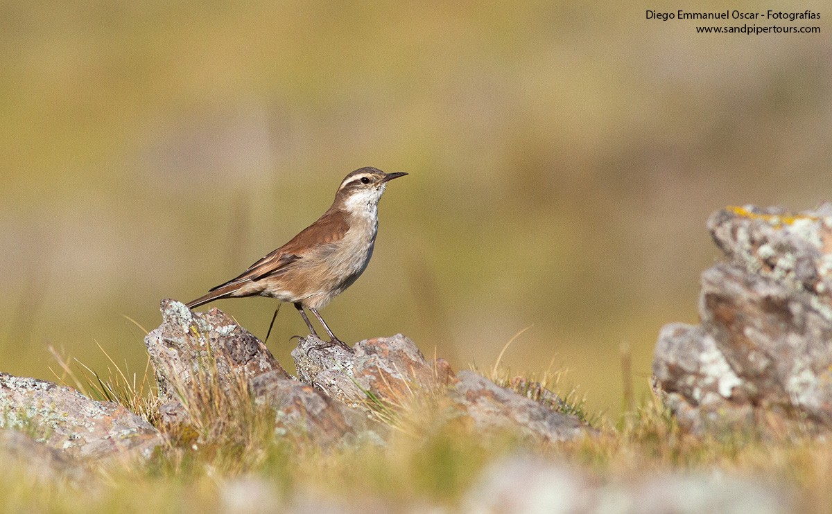 Cream-winged Cinclodes - ML560243291