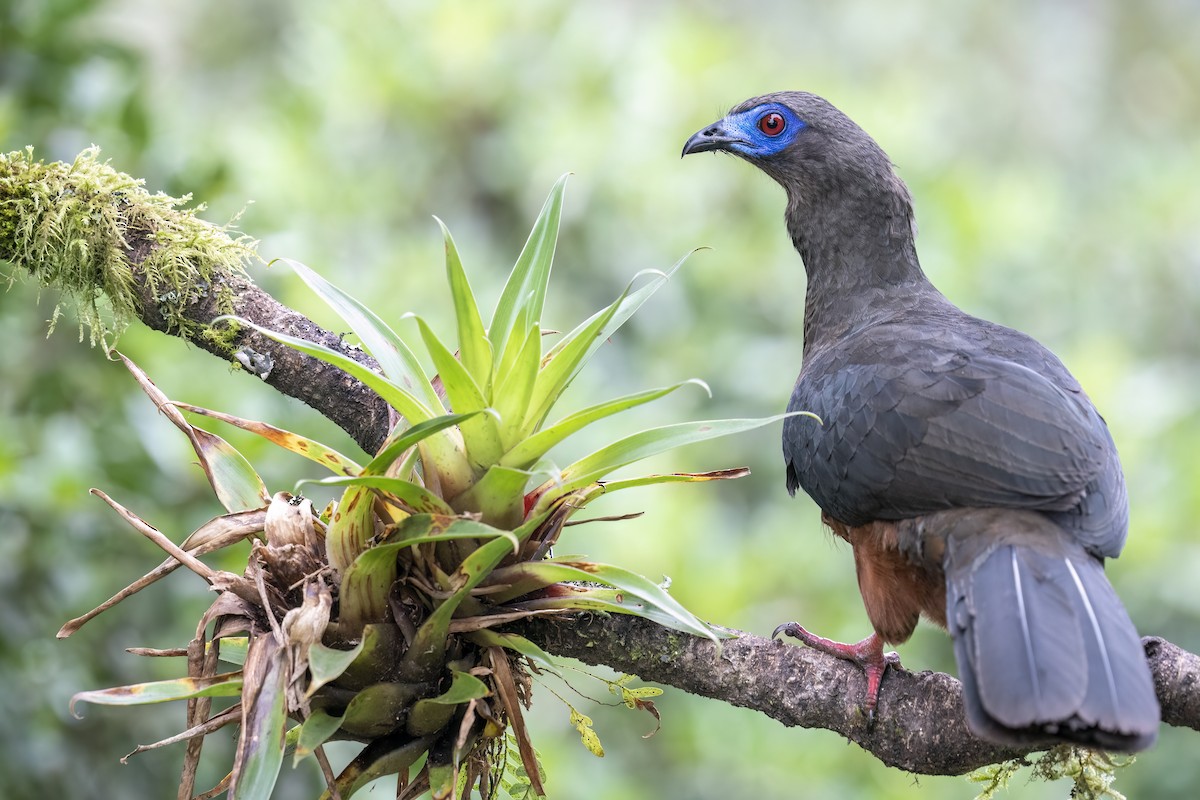 Sickle-winged Guan - Rob Jansen - RobJansenphotography.com