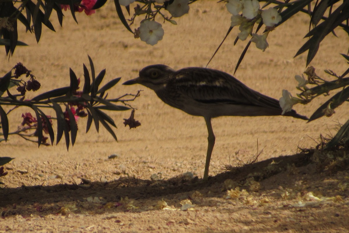 Eurasian Thick-knee - ML56024581