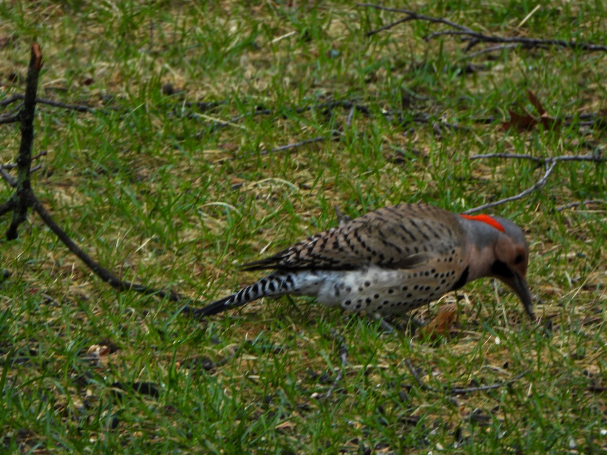 Northern Flicker - ML560245991