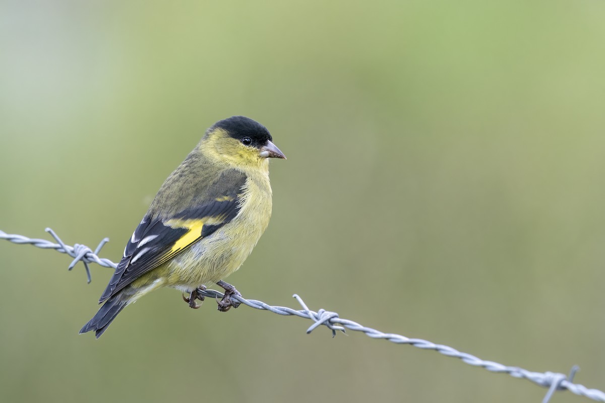 Andean Siskin - ML560247221