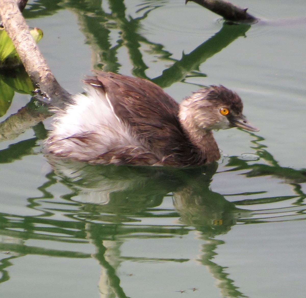 Least Grebe - Alfredo Correa