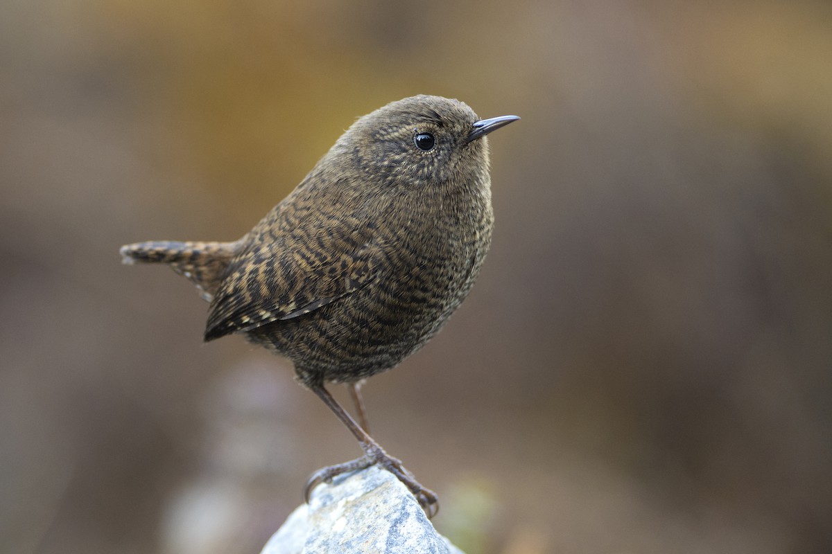 Eurasian Wren - Udaya Kumar Balasubramanian