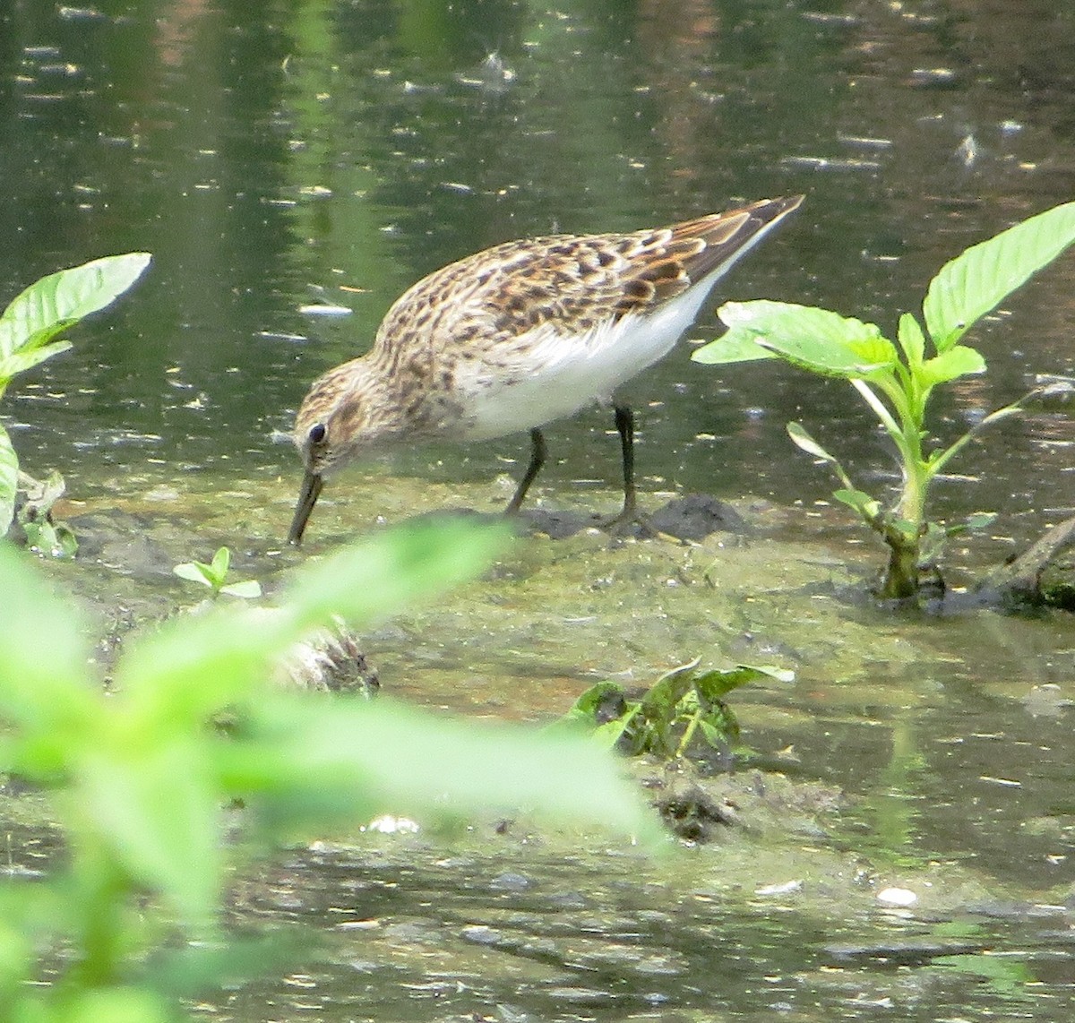 Least Sandpiper - ML560249591