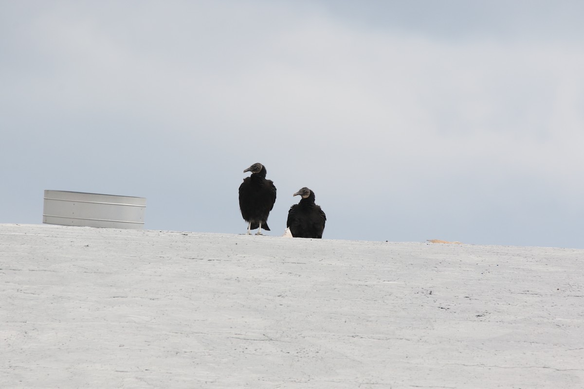 Black Vulture - ML560249781