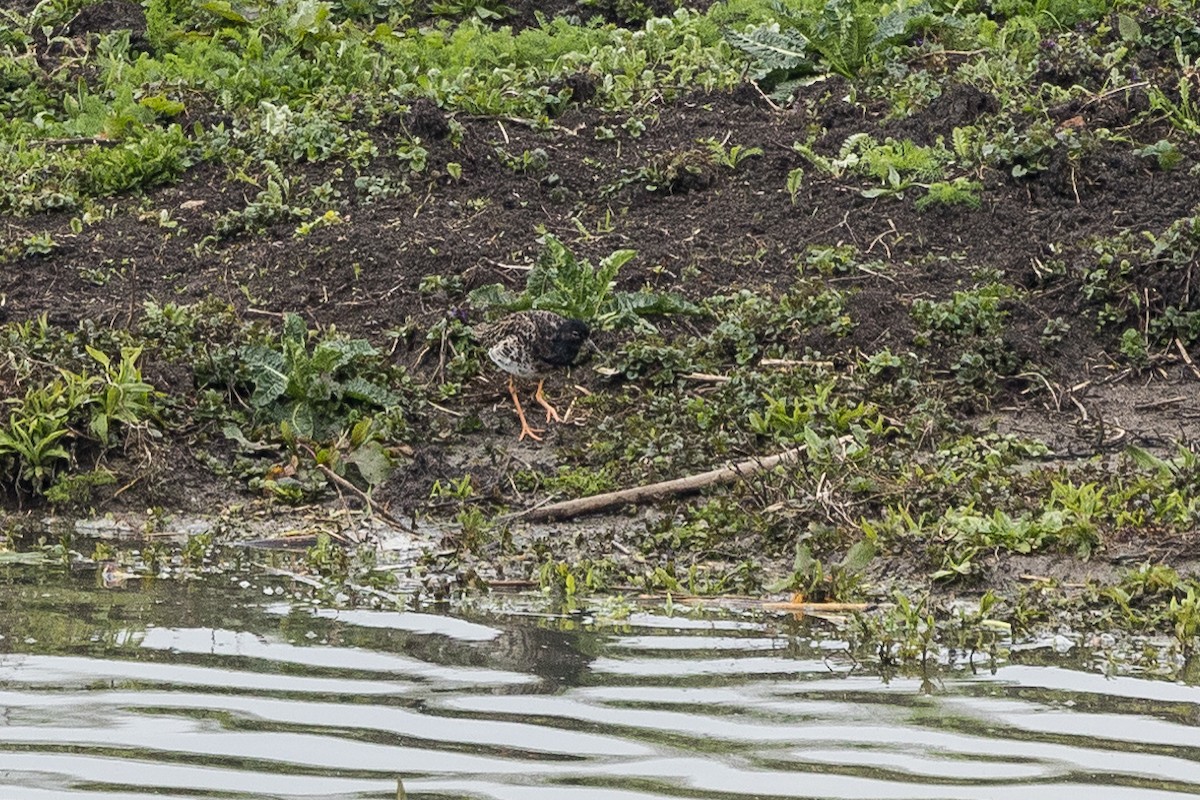 Spotted Redshank - ML560249941