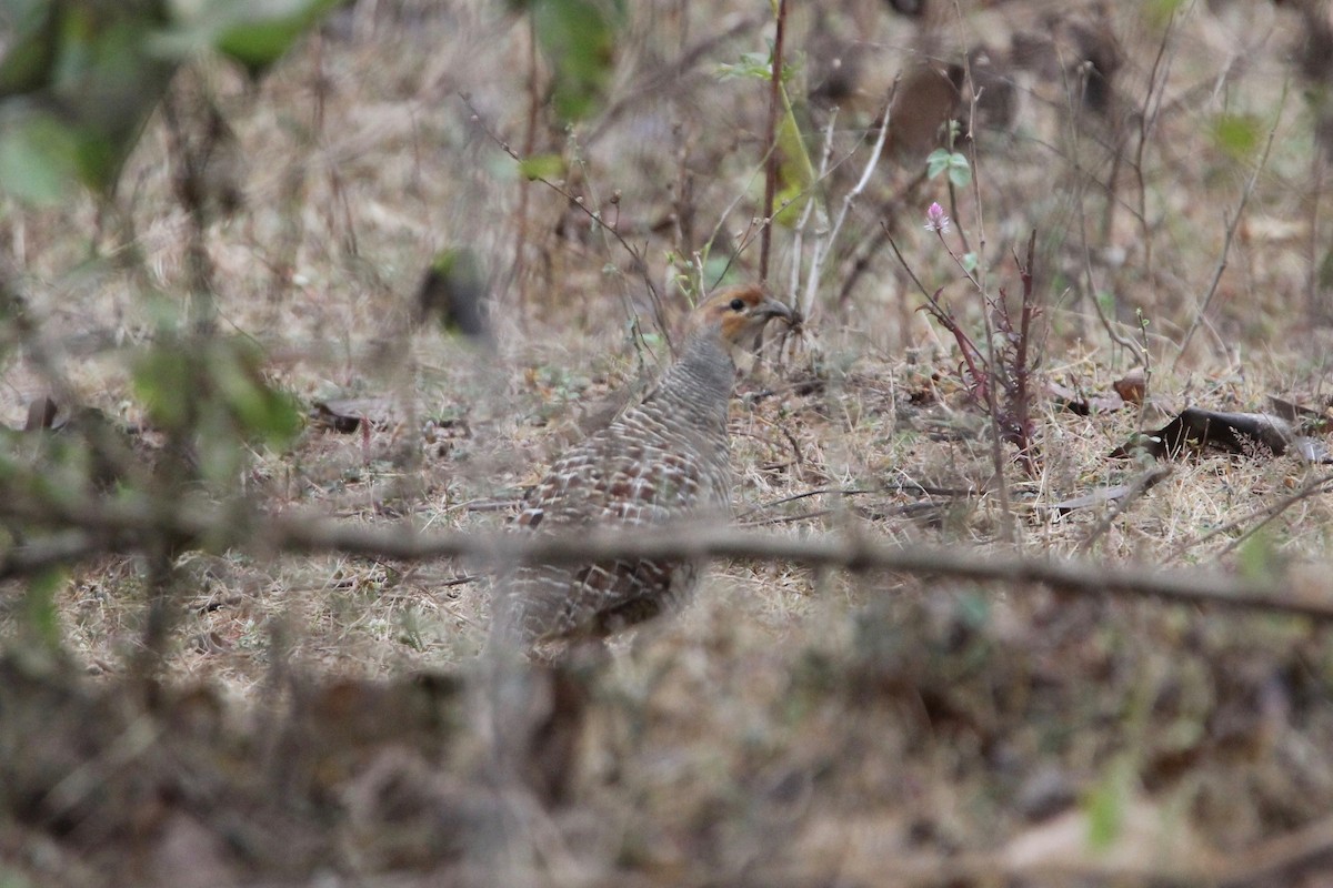 Gray Francolin - ML56025041