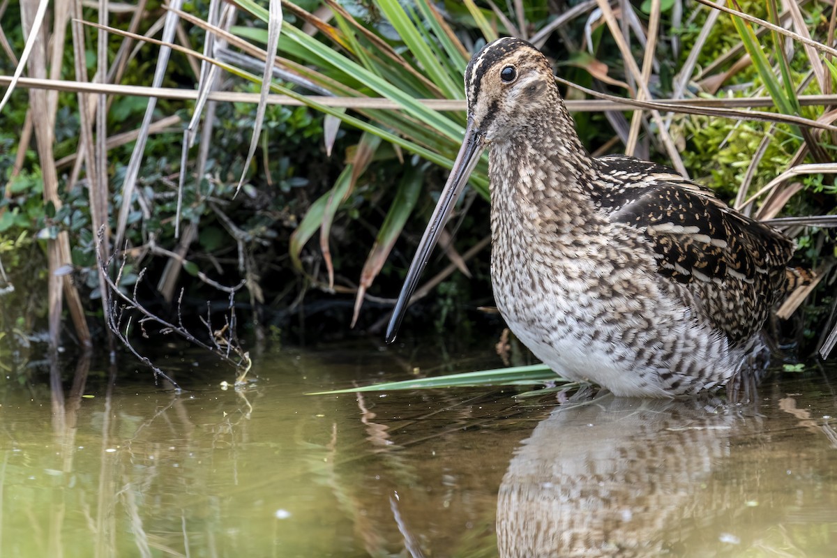 Noble Snipe - ML560251141