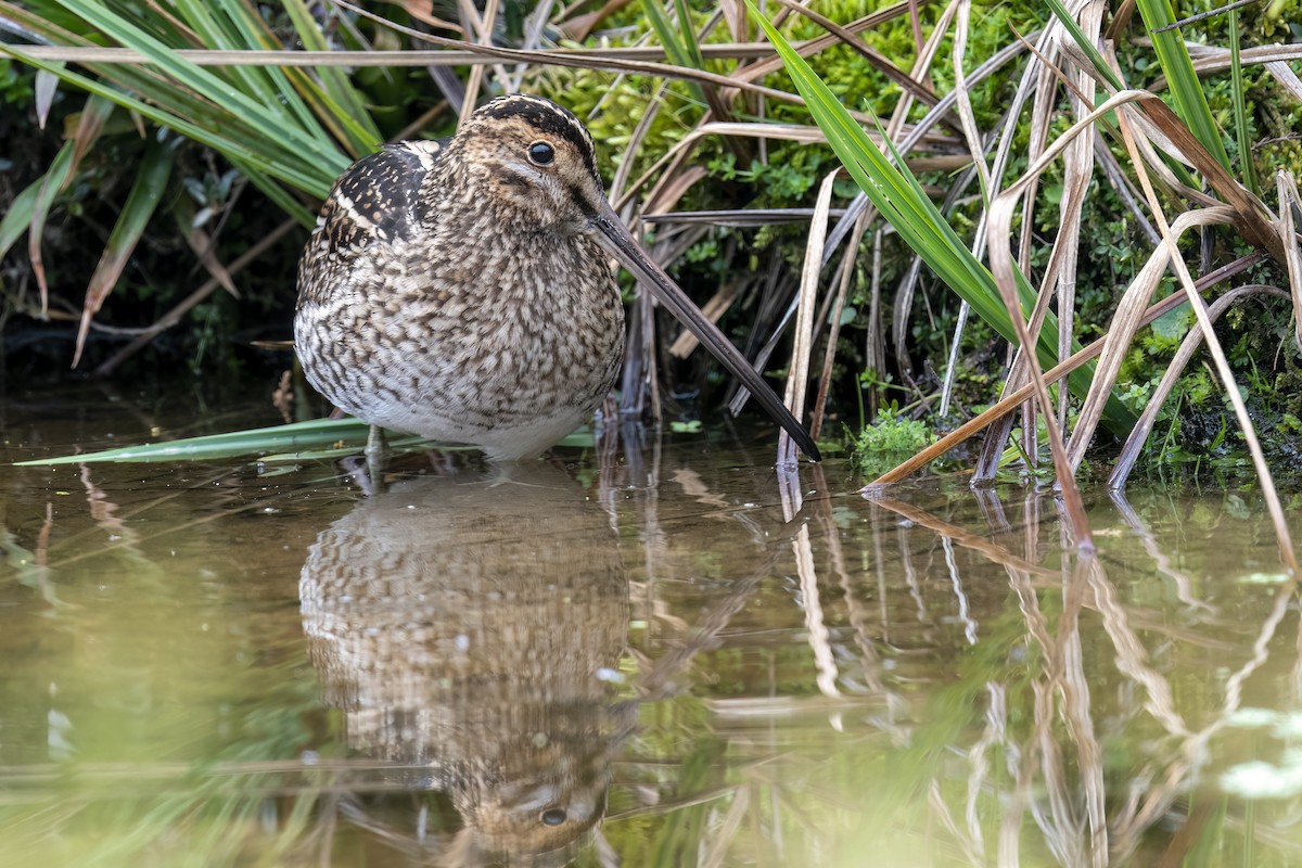 Noble Snipe - ML560251171